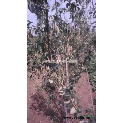 7/8公分國槐樹產地====精品7公分/8公分國槐國槐價格