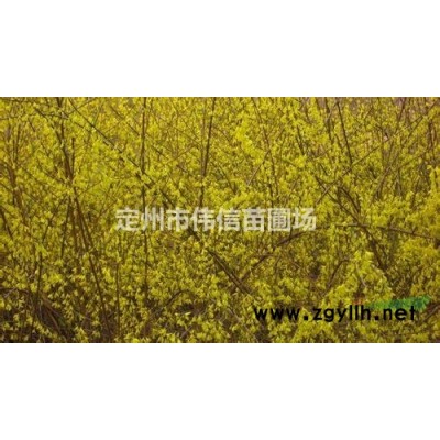 國槐簡介  河北保定國槐批發(fā)  定州國槐產(chǎn)地報(bào)價(jià)  規(guī)格*