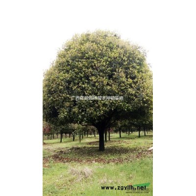 〔供應〕國槐 低價國槐 15―40公分國槐