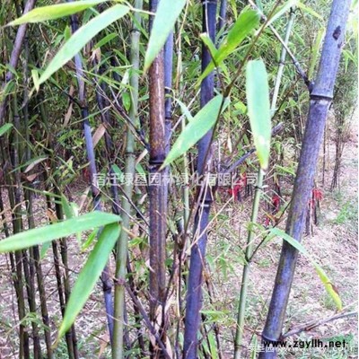 國槐價格_國槐圖片_國槐產(chǎn)地_國槐綠化苗木苗圃基地