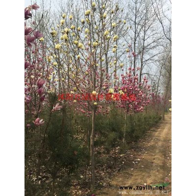 *黃山欒基地 低價供應各種規格黃山欒樹 基地直銷