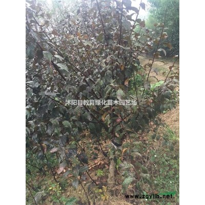 大小規格白皮松基地