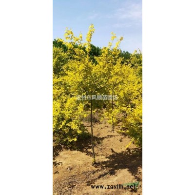 河北欒樹 欒樹價格 北欒 北京欒樹 欒樹小苗