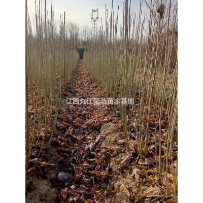 優(yōu)質(zhì)特價(jià)欒樹(shù) 江西欒樹(shù)低價(jià)產(chǎn)地直銷