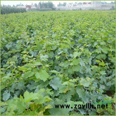 1米2米 3米以上的白皮松