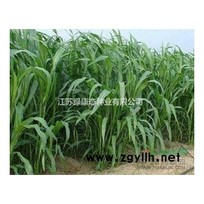 新采林木種子批發(fā) 國槐種子 園林工程綠化 國槐樹種子 品種全