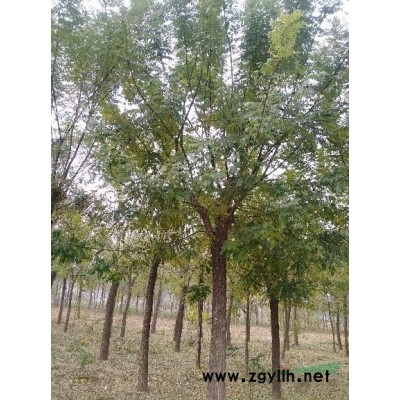 天津武清出售國槐白蠟海棠等綠化苗木。