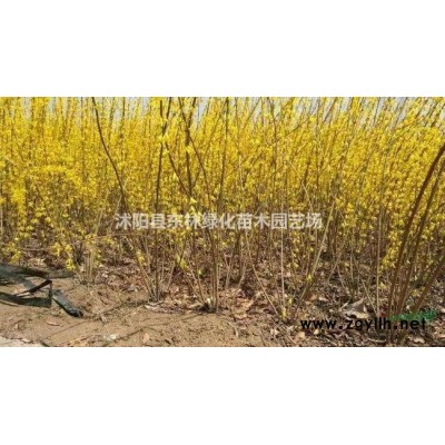 供應蜀檜、北京檜、紅楓、黃金槐、雪松、欒樹，玉蘭