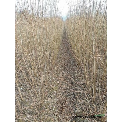 本基地也有大量的國(guó)槐批發(fā)，華東地區(qū)國(guó)槐批發(fā)