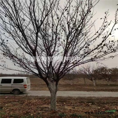 地產(chǎn)專用3米白皮松綠花苗木