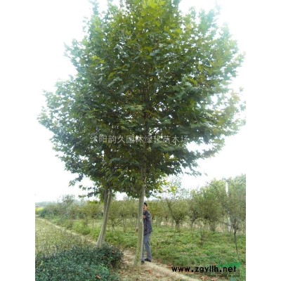 北京欒樹種子價格