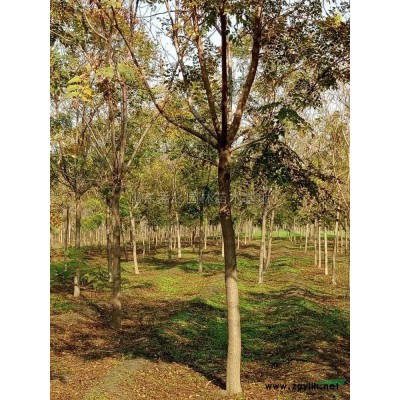 7至15公分速生國槐