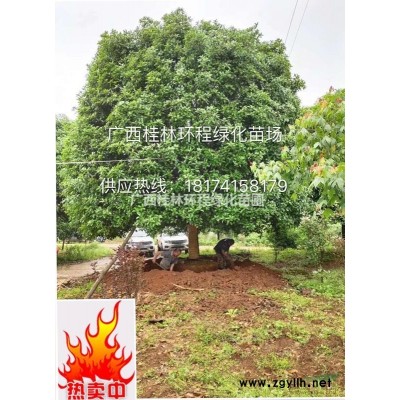 專業供應廣西優質國槐 精品國槐 桂林國槐