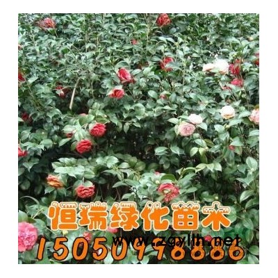 江蘇國槐樹苗批發/供應