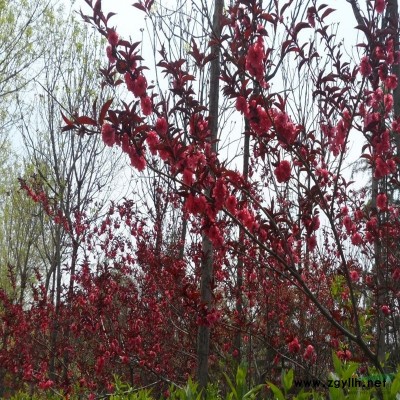 基地批發(fā)8公分以上國槐哪里有賣 國槐規(guī)格*