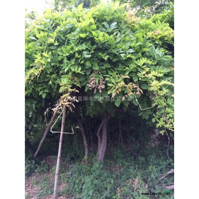 國(guó)槐，國(guó)槐價(jià)格，國(guó)槐供應(yīng)，江蘇國(guó)槐