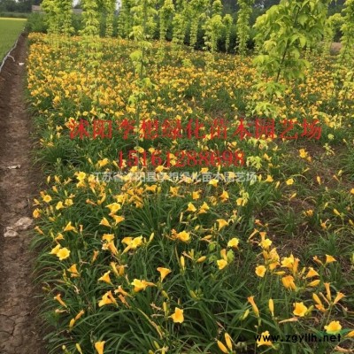 江蘇10公分金枝槐價格 金枝國槐 嫁接黃金槐