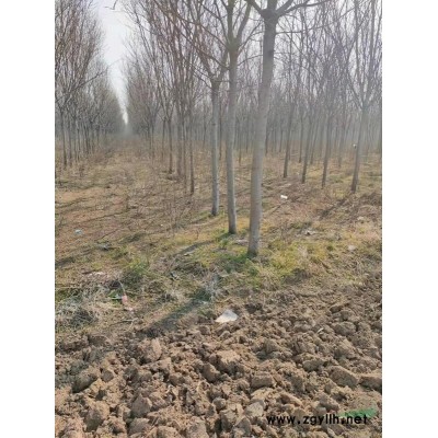 10--15公分國槐 品質優良