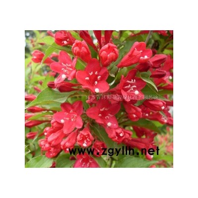 欒樹行情報價/欒樹圖片展示