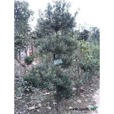 九江欒樹報價 今年的欒樹價格走勢 采購精品欒樹可以到江西九江