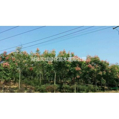 低價(jià)批發(fā)欒樹、法桐、女貞等各種規(guī)格綠化苗木