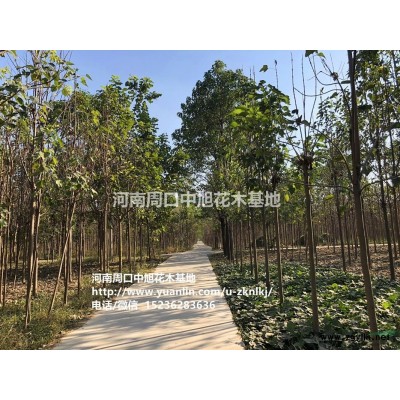 周口中旭園林1-5米白皮松持續(xù)供貨中