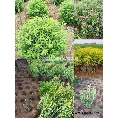 欒樹價格 黃山欒樹圖片