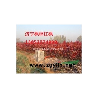 7-10cm國槐*新價(jià)格/7-10cm國槐報(bào)價(jià)