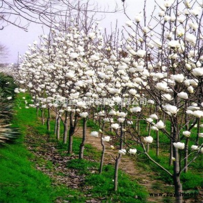 蘇北白皮松出售 江蘇白皮松和山西白皮松的區別 江蘇白皮松