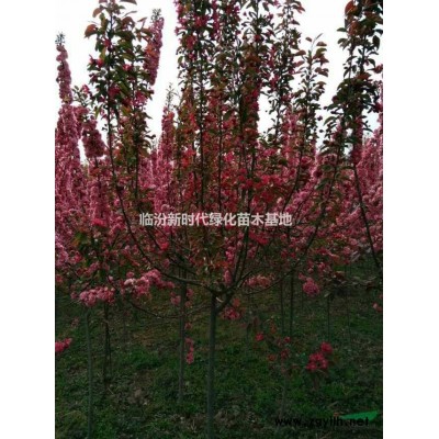 白皮松 油松 華山松 蜀儈 側(cè)柏