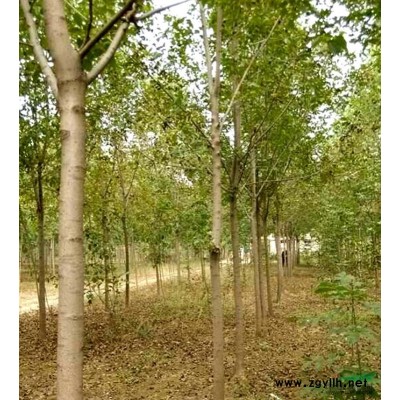 白皮松種子供應/白皮松種子圖片