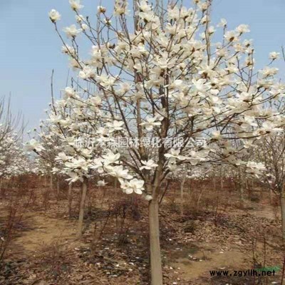 山東國槐基地 大小規格國槐供應 高分枝點國槐樹 精品國槐