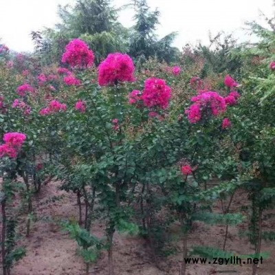 河南國槐基地 許昌國槐基地批發 如果需要采購國槐可以到河南許