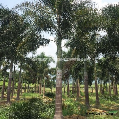 苗木板栗、栗子樹 直柳，白皮松苗木，貼梗海棠