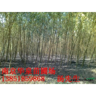 低價(jià)供應(yīng)欒樹