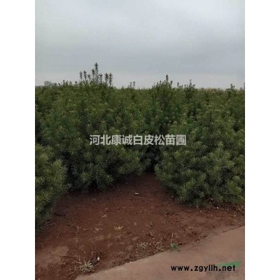 石家莊出售四米優質白皮松