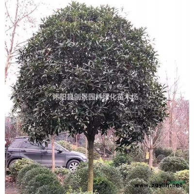 欒樹18公分報價