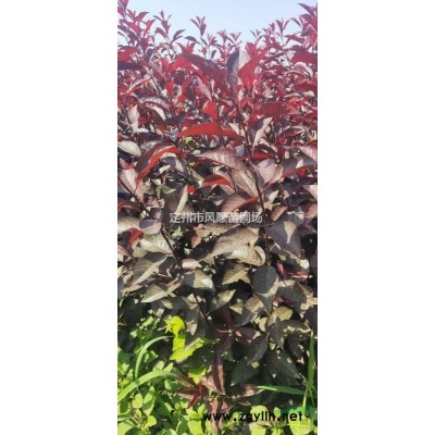 河北金葉國槐 金葉國槐基地 金葉國槐價格