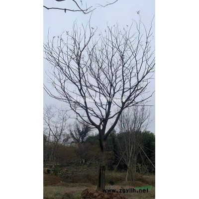 國(guó)槐報(bào)價(jià)   批發(fā)價(jià)國(guó)槐基地  退林國(guó)槐  房產(chǎn)國(guó)槐多少錢(qián)一棵