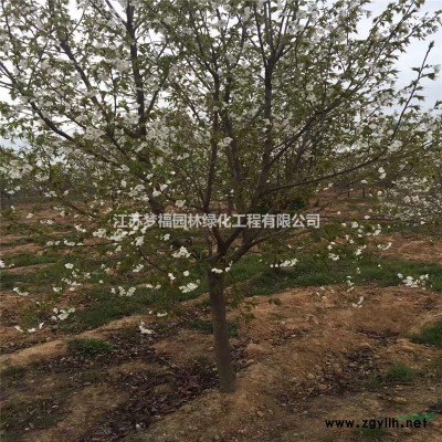 江蘇白皮松4介紹/特征/用途