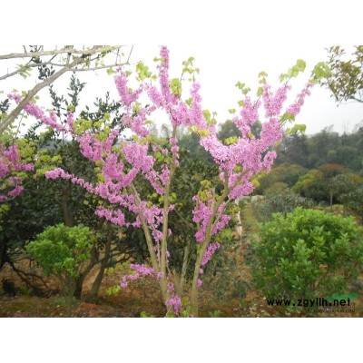 鳳尾竹、鋼竹、銅竹、天喜樹(shù)、楓香、國(guó)槐、合歡、垂絲海棠、樸樹(shù)