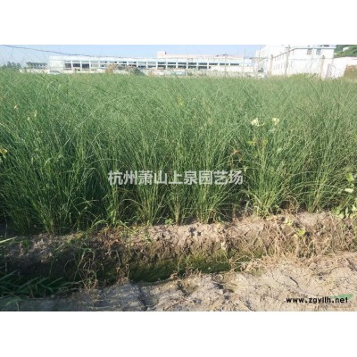 國槐5-15公分工程苗供應