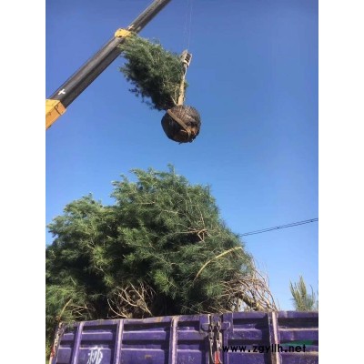 各類高度白皮松