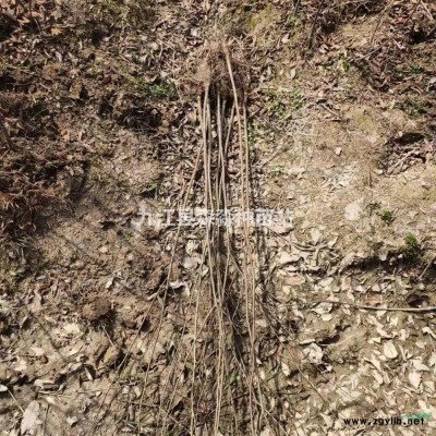 綠化工程苗欒樹 黃山欒樹基地 欒樹小苗批發價格 先淼