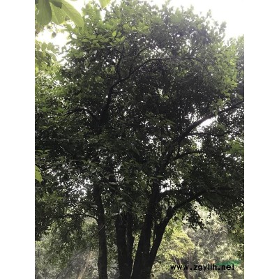 欒樹-園區綠化苗