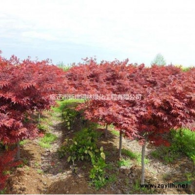 江蘇國槐銷售價格 國槐小苗批發大小國槐銷售 各種規格*