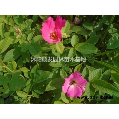 江蘇供應(yīng)國槐行情報(bào)價(jià)-圖片展示-產(chǎn)地直銷-規(guī)格*
