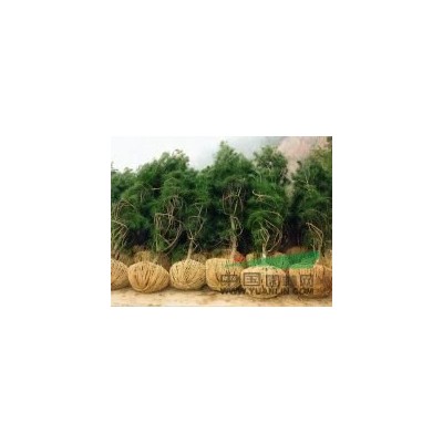 供應白皮松，白皮松小苗，營養杯白皮松，1米白皮松
