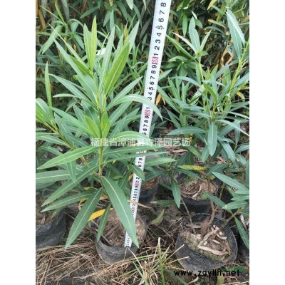 黃山欒樹12-15-18分容器苗，漳州基地