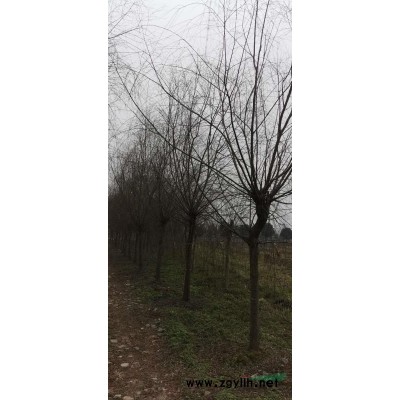 控根器全冠移植欒樹